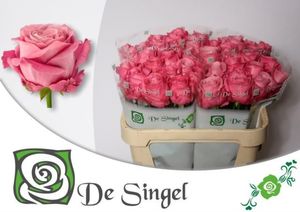 ROSE ALL 4 LOVE 60